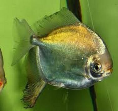 紅勾銀板魚有哪些品種,紅勾銀板魚有哪些品種紅勾銀板魚有哪些品種 龍魚百科 第7張 紅勾銀板魚有哪些品種,紅勾銀板魚有哪些品種紅勾銀板魚有哪些品種 紅勾銀板魚有哪些品種,紅勾銀板魚有哪些品種紅勾銀板魚有哪些品種 龍魚百科 第7張