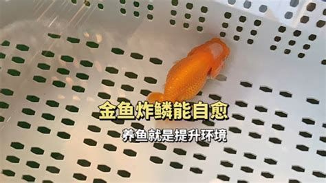 金魚身上受傷了會自愈嗎，——機制、影響因素與養護指南金魚受傷后會自愈嗎