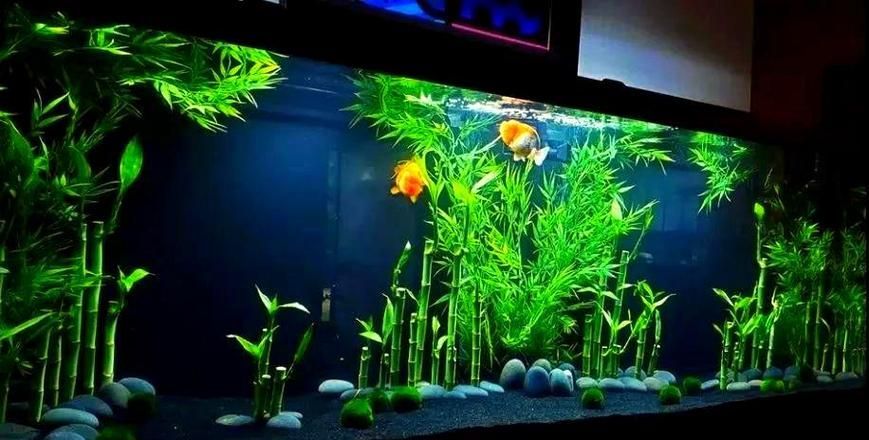 如何判斷龍魚缸的材質是否合格？，如何判斷龍魚缸材質是否合格 如何判斷龍魚缸的材質是否合格？，如何判斷龍魚缸材質是否合格 龍魚百科 第4張