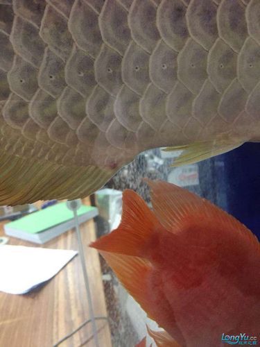 如何預防龍魚打架傷口感染，如何預防龍魚打架傷口感染,3條或以上 如何預防龍魚打架傷口感染，如何預防龍魚打架傷口感染,3條或以上 龍魚百科 第6張