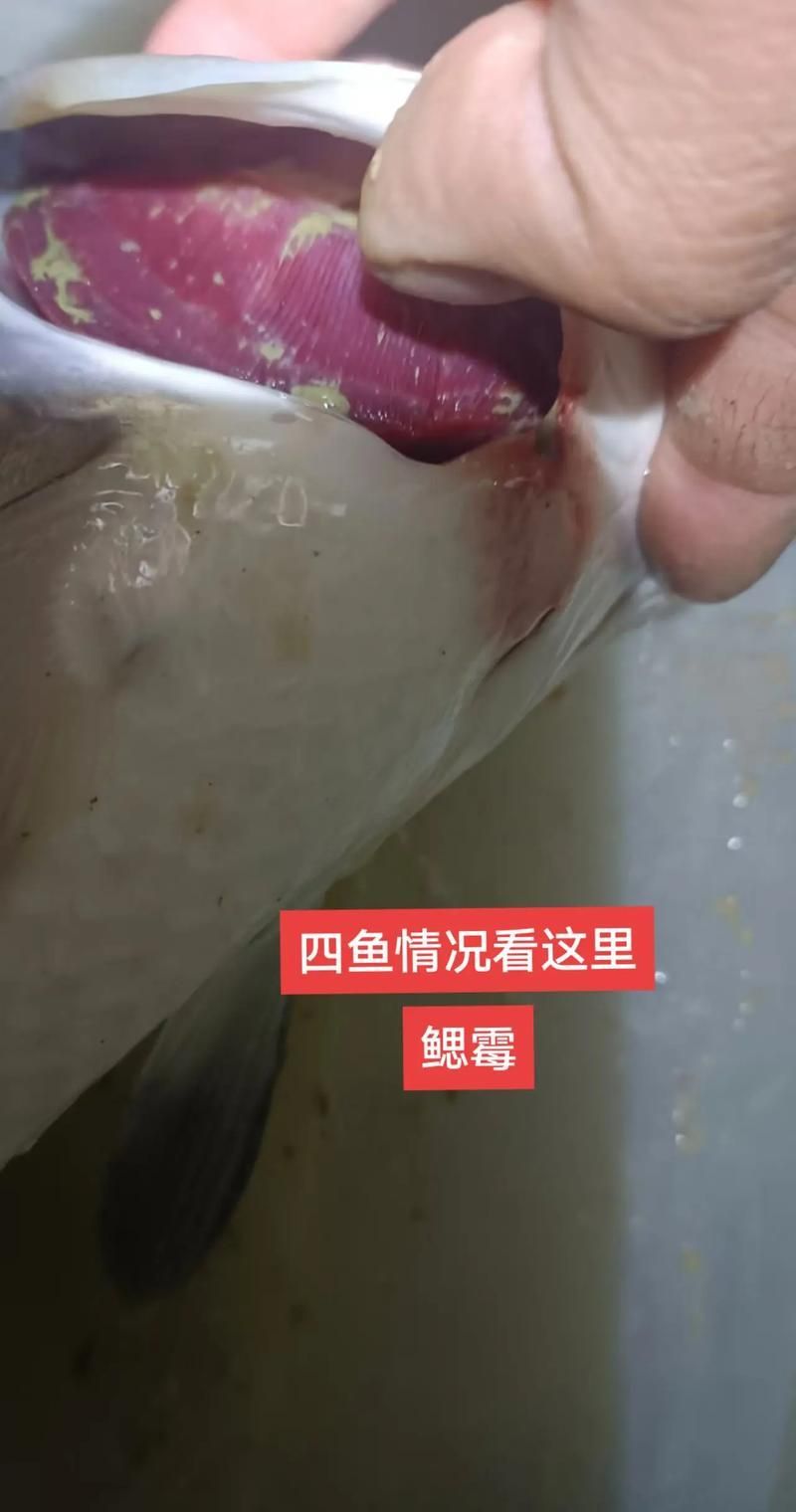 如何區分鰓霉病和水霉病，如何區分鰓霉病與水霉病 如何區分鰓霉病和水霉病，如何區分鰓霉病與水霉病 龍魚百科 第6張