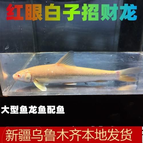 白子招財龍魚的市場價格是多少，白子招財龍魚市場價格是多少 白子招財龍魚的市場價格是多少，白子招財龍魚市場價格是多少 龍魚百科 第5張