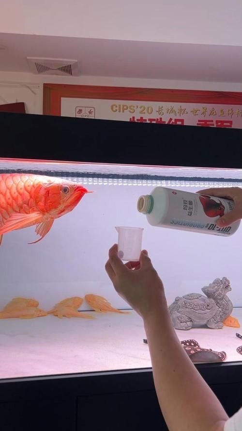 紅龍魚哪個牌子的水質穩定？，實證紅龍魚哪個牌子的水質穩定 紅龍魚哪個牌子的水質穩定？，實證紅龍魚哪個牌子的水質穩定 龍魚百科 第4張