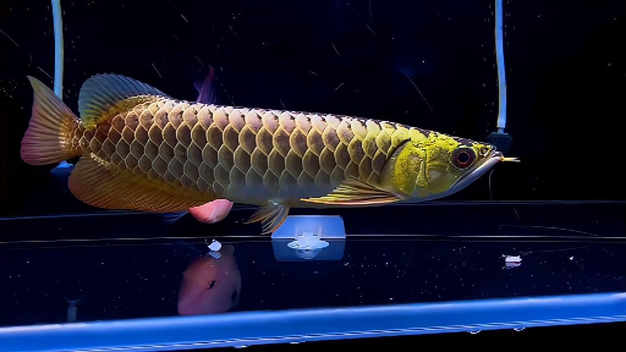 祥龍魚場的主要品種有哪些？，仙恬安龍魚場有哪些主打品種？