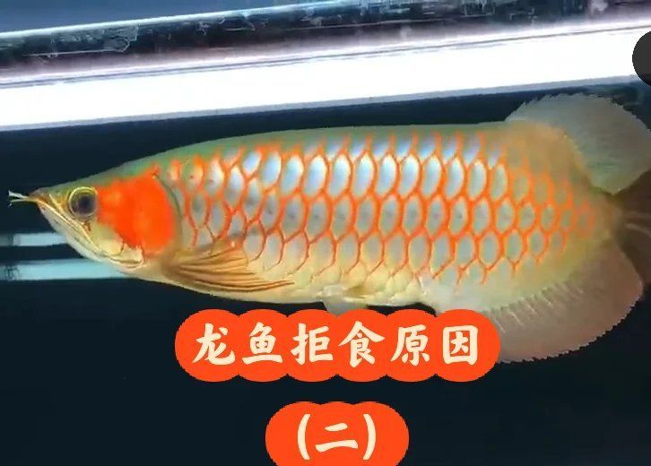 龍魚吃生牛心后如何恢復健康？，龍魚吃生牛心后如何恢復健康，龍魚吃牛心后如何恢復健康 龍魚吃生牛心后如何恢復健康？，龍魚吃生牛心后如何恢復健康，龍魚吃牛心后如何恢復健康 龍魚百科 第1張