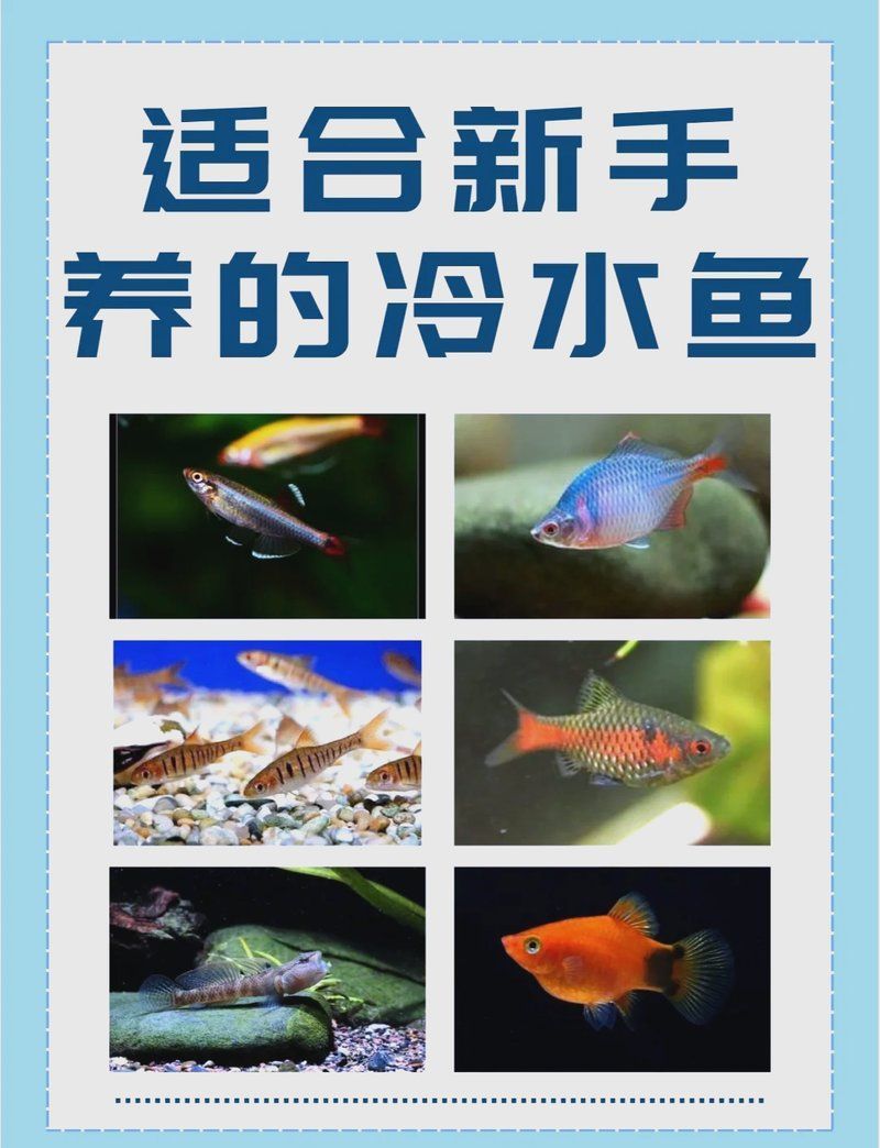 有哪些冷水魚品種適合西安地區養殖，有哪些適合西安地區養殖的冷水魚品種 有哪些冷水魚品種適合西安地區養殖，有哪些適合西安地區養殖的冷水魚品種 龍魚百科 第2張