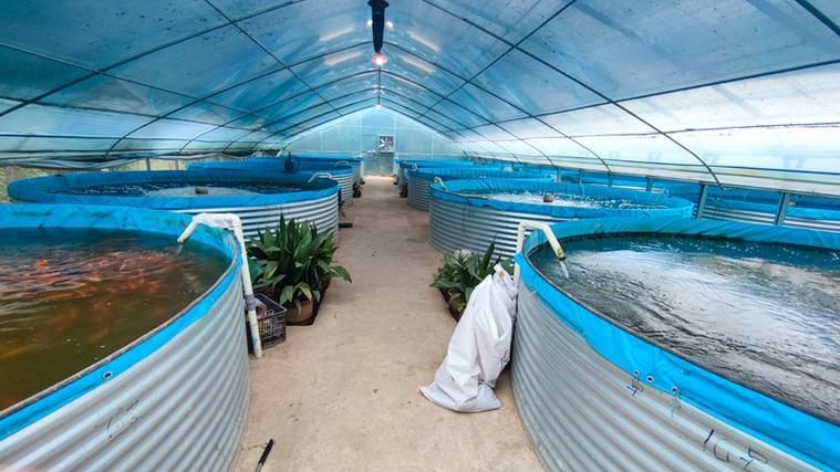 隆林龍魚的養(yǎng)殖技術(shù)，廣西隆林龍魚養(yǎng)殖技術(shù)