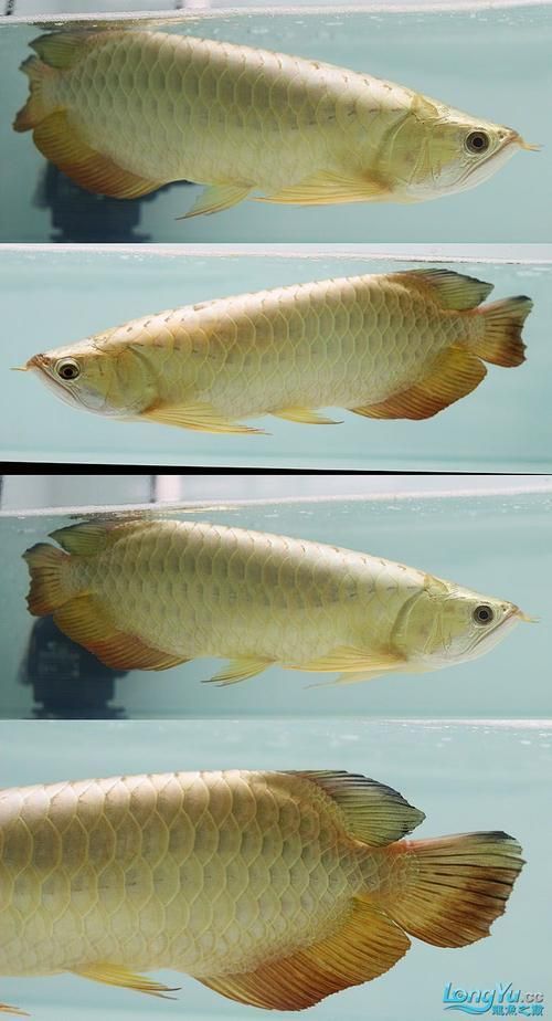 金頭龍魚的市場價格是多少，金頭龍魚市場價格是多少金頭龍魚的飼養方法是什么
