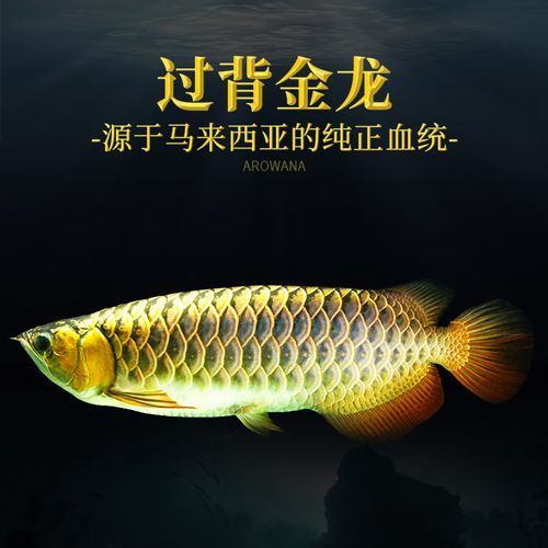 金頭龍魚的市場價(jià)格是多少，金頭龍魚市場價(jià)格是多少金頭龍魚的飼養(yǎng)方法是什么