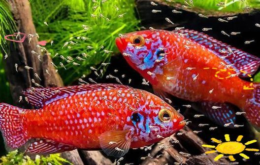 給我一些紅色魚類的養殖圖片，關于紅色魚類養殖的一些圖片 給我一些紅色魚類的養殖圖片，關于紅色魚類養殖的一些圖片 龍魚百科 第7張
