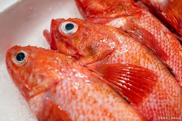 給我一些紅色魚類的養殖圖片，關于紅色魚類養殖的一些圖片 給我一些紅色魚類的養殖圖片，關于紅色魚類養殖的一些圖片 龍魚百科 第4張