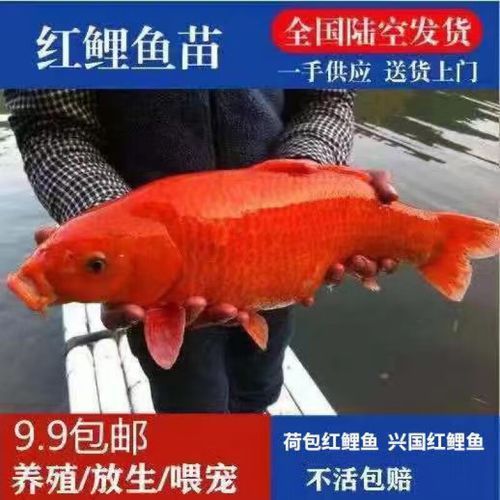 給我一些紅色魚類的養殖圖片，關于紅色魚類養殖的一些圖片 給我一些紅色魚類的養殖圖片，關于紅色魚類養殖的一些圖片 龍魚百科 第13張