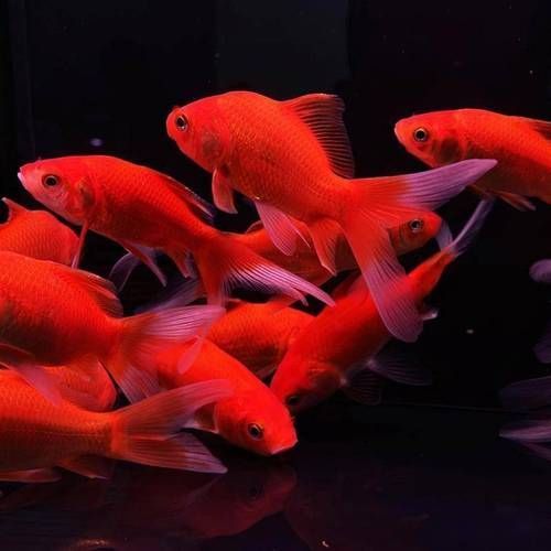 給我一些紅色魚類的養殖圖片，關于紅色魚類養殖的一些圖片 給我一些紅色魚類的養殖圖片，關于紅色魚類養殖的一些圖片 龍魚百科 第11張