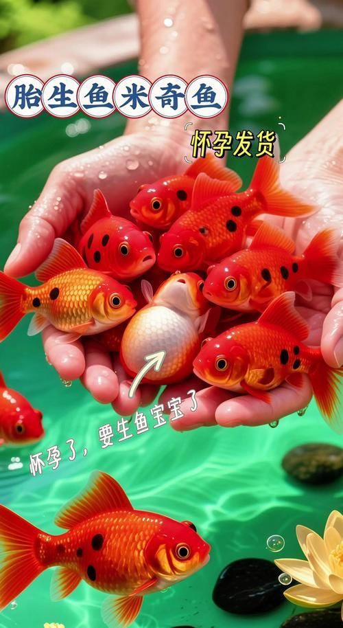 給我一些紅色魚類的養殖圖片，關于紅色魚類養殖的一些圖片 給我一些紅色魚類的養殖圖片，關于紅色魚類養殖的一些圖片 龍魚百科 第15張