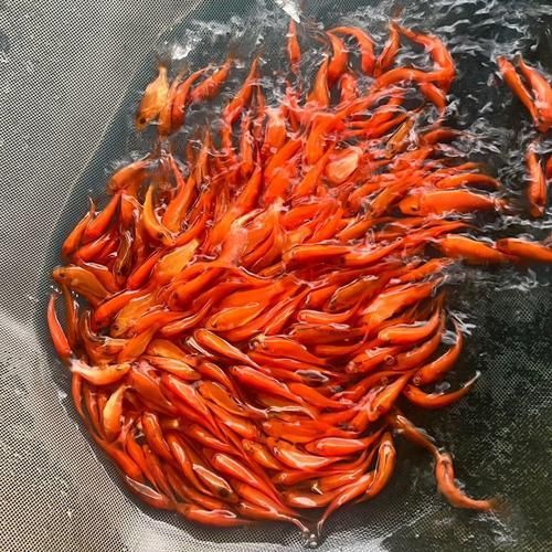 給我一些紅色魚類的養殖圖片，關于紅色魚類養殖的一些圖片 給我一些紅色魚類的養殖圖片，關于紅色魚類養殖的一些圖片 龍魚百科 第10張