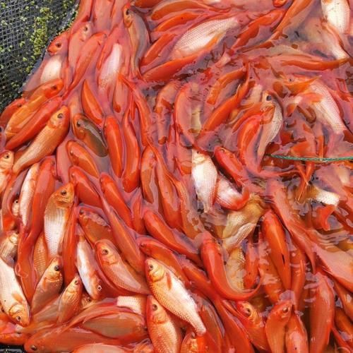 給我一些紅色魚類的養殖圖片，關于紅色魚類養殖的一些圖片 給我一些紅色魚類的養殖圖片，關于紅色魚類養殖的一些圖片 龍魚百科 第14張