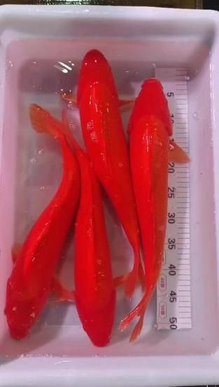 給我一些紅色魚類的養殖圖片，關于紅色魚類養殖的一些圖片 給我一些紅色魚類的養殖圖片，關于紅色魚類養殖的一些圖片 龍魚百科 第9張