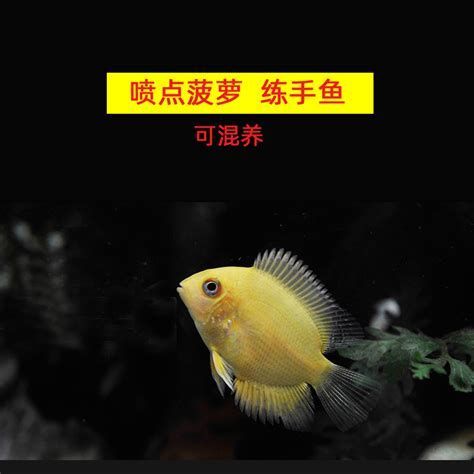噴點菠蘿魚,噴點菠蘿魚特寫:噴點菠蘿魚(pencilfish) 龍魚百科 第2張 噴點菠蘿魚,噴點菠蘿魚特寫:噴點菠蘿魚(pencilfish) 噴點菠蘿魚,噴點菠蘿魚特寫:噴點菠蘿魚(pencilfish) 龍魚百科 第2張