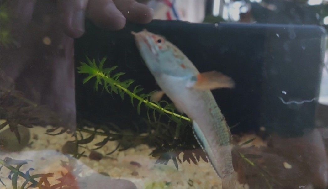 雷龍魚鰭充血最簡單三個過程，雷龍魚的鰭充血的三個步驟
