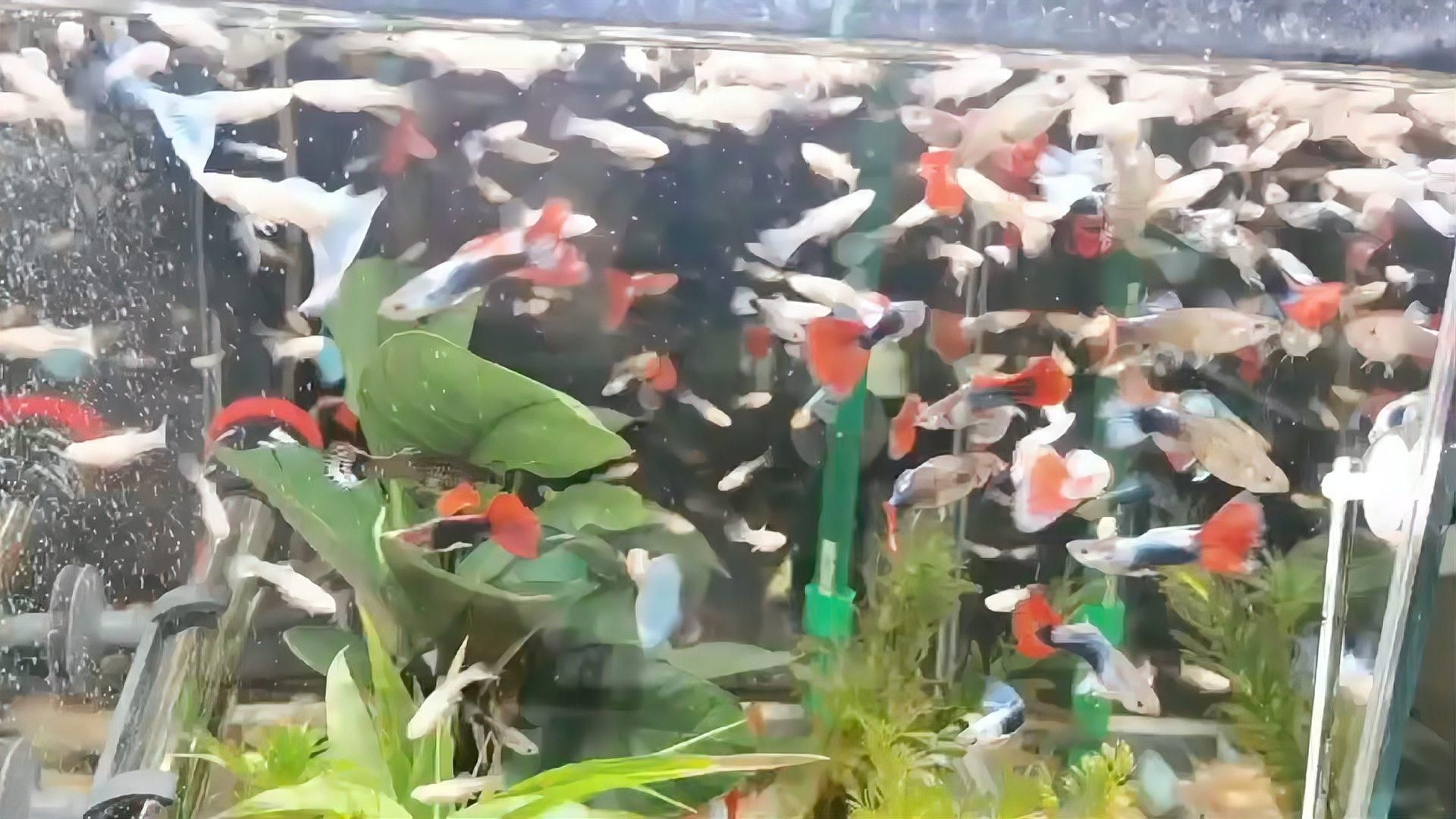 哪些藥物對魚破皮有效，如何判斷魚破皮嚴重