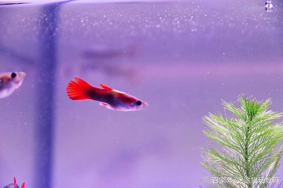 漢霸和特魚氏哪個更智能？，漢霸和特魚氏哪個更“智能體更智能”智能魚缸 漢霸和特魚氏哪個更智能？，漢霸和特魚氏哪個更“智能體更智能”智能魚缸 龍魚百科 第2張