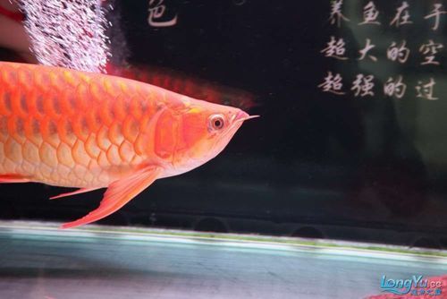 泗水超血王的挑選標準是什么，泗水超血王的挑選標準 泗水超血王的挑選標準是什么，泗水超血王的挑選標準 龍魚百科 第4張