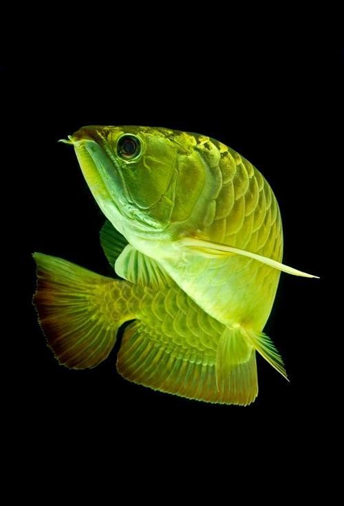 <strong><mark>滁州</mark></strong>龍魚有哪些營養價值，<strong><mark>滁州</mark></strong>龍魚有哪、營養價值調用信息整理完成，信息整理完成，去問診