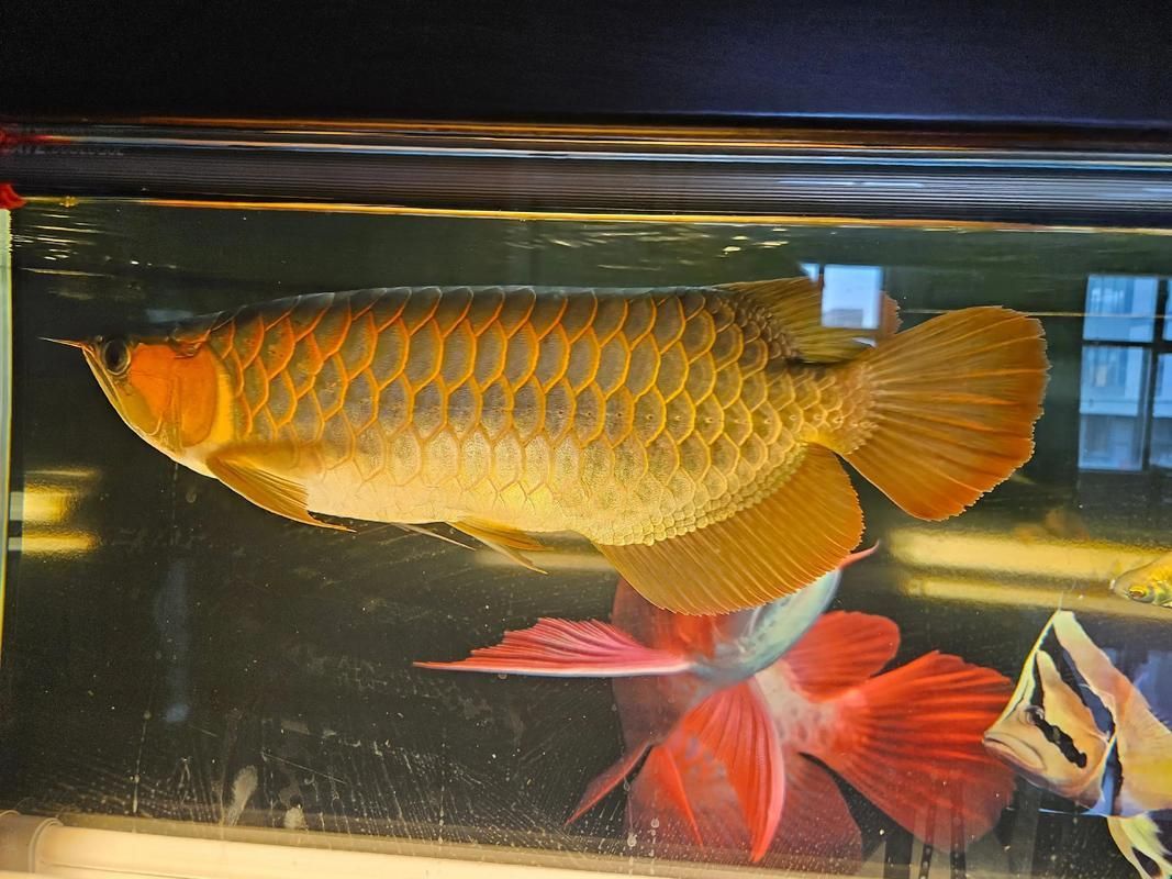 紅龍魚照片，紅龍魚的價格是多少