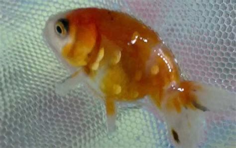 炸鱗病對龍魚的壽命有何影響？，-酷釣魚炸鱗病對龍魚的壽命有何影響 炸鱗病對龍魚的壽命有何影響？，-酷釣魚炸鱗病對龍魚的壽命有何影響 龍魚百科 第2張