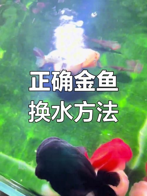 立達(dá)金龍魚(yú)換水時(shí)需要注意什么，立達(dá)金龍魚(yú)換水時(shí)需要注意什么， 立達(dá)金龍魚(yú)換水時(shí)需要注意什么，立達(dá)金龍魚(yú)換水時(shí)需要注意什么， 龍魚(yú)百科 第4張
