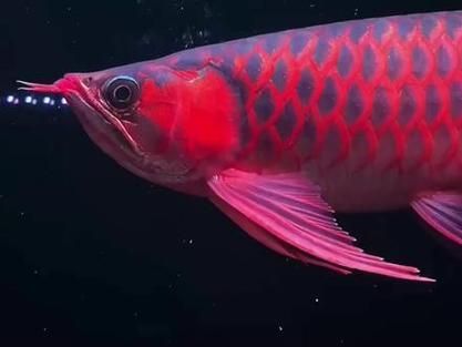 純血印尼紅龍魚的特點是什么？，純血印尼紅龍魚的特點 純血印尼紅龍魚的特點是什么？，純血印尼紅龍魚的特點 龍魚百科 第10張