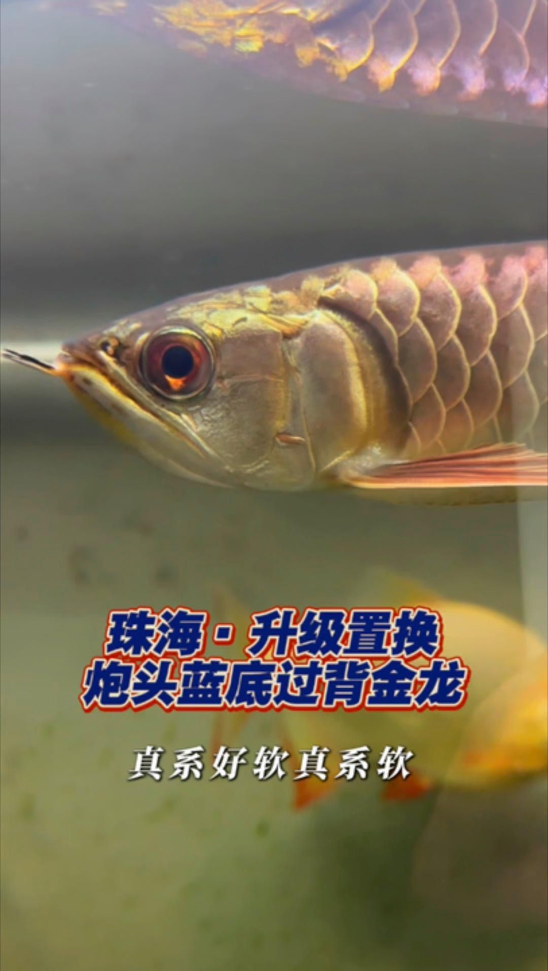 <strong><mark>珠海</mark></strong>龍魚有哪些獨(dú)特的品種？，淺談<strong><mark>珠海</mark></strong>龍魚