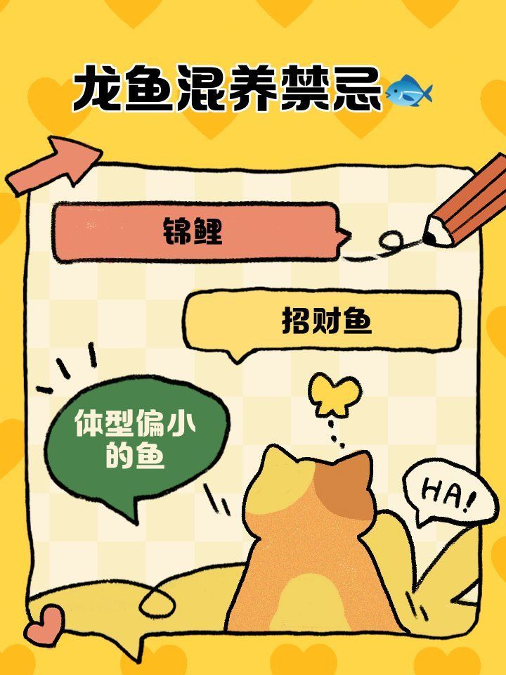 龍魚缸中哪些魚不能和龍魚一起養？，龍魚混養必看|這三類魚千萬別混養