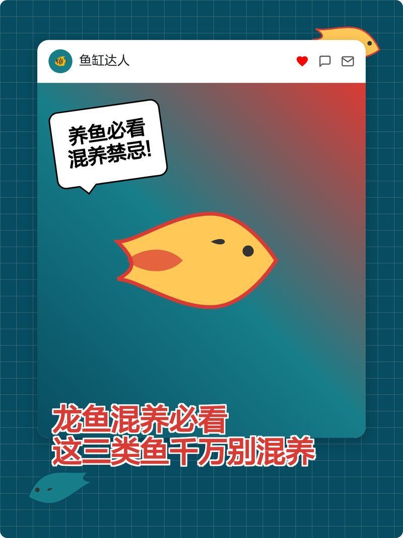 龍魚缸中哪些魚不能和龍魚一起養？，龍魚混養必看|這三類魚千萬別混養