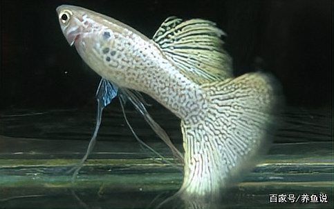 如何區分龍魚的生理性脹氣和病理性問題？ 如何區分龍魚的生理性脹氣和病理性問題？ 龍魚百科 第9張