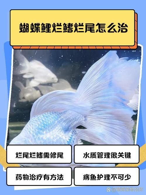 給我一些魚爛鰭爛尾的防治圖片，防治魚爛鰭爛尾的方法 給我一些魚爛鰭爛尾的防治圖片，防治魚爛鰭爛尾的方法 龍魚百科 第5張