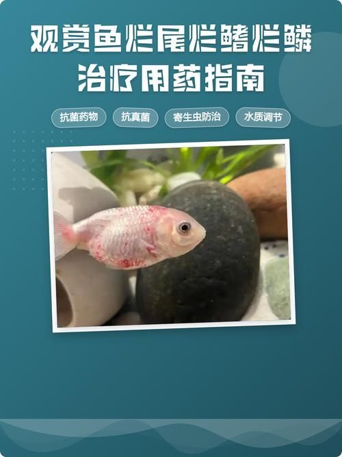 給我一些魚爛鰭爛尾的防治圖片，防治魚爛鰭爛尾的方法 給我一些魚爛鰭爛尾的防治圖片，防治魚爛鰭爛尾的方法 龍魚百科 第4張