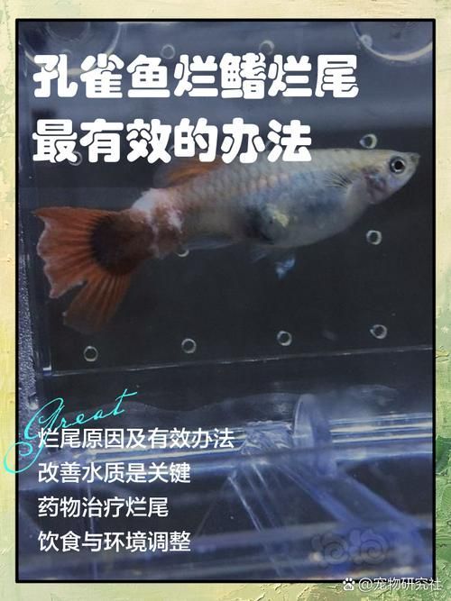 給我一些魚爛鰭爛尾的防治圖片，防治魚爛鰭爛尾的方法 給我一些魚爛鰭爛尾的防治圖片，防治魚爛鰭爛尾的方法 龍魚百科 第3張