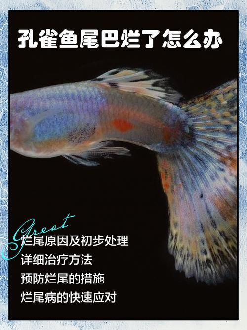 給我一些魚爛鰭爛尾的防治圖片，防治魚爛鰭爛尾的方法 給我一些魚爛鰭爛尾的防治圖片，防治魚爛鰭爛尾的方法 龍魚百科 第26張