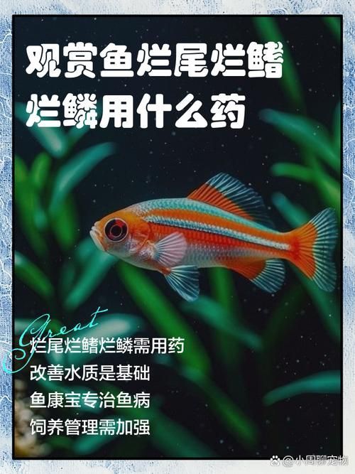 給我一些魚爛鰭爛尾的防治圖片，防治魚爛鰭爛尾的方法 給我一些魚爛鰭爛尾的防治圖片，防治魚爛鰭爛尾的方法 龍魚百科 第25張