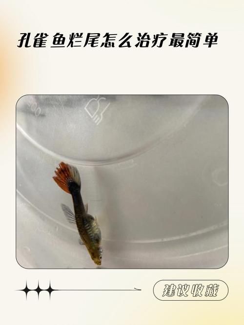 給我一些魚爛鰭爛尾的防治圖片，防治魚爛鰭爛尾的方法 給我一些魚爛鰭爛尾的防治圖片，防治魚爛鰭爛尾的方法 龍魚百科 第15張