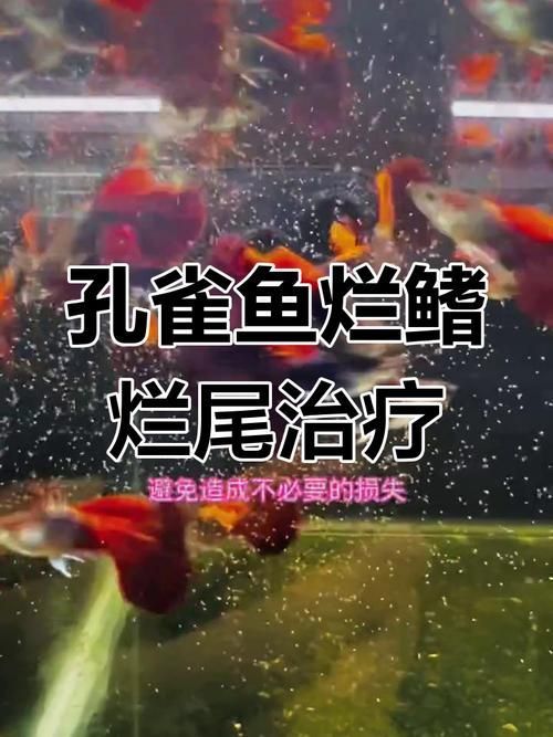 給我一些魚爛鰭爛尾的防治圖片，防治魚爛鰭爛尾的方法 給我一些魚爛鰭爛尾的防治圖片，防治魚爛鰭爛尾的方法 龍魚百科 第14張