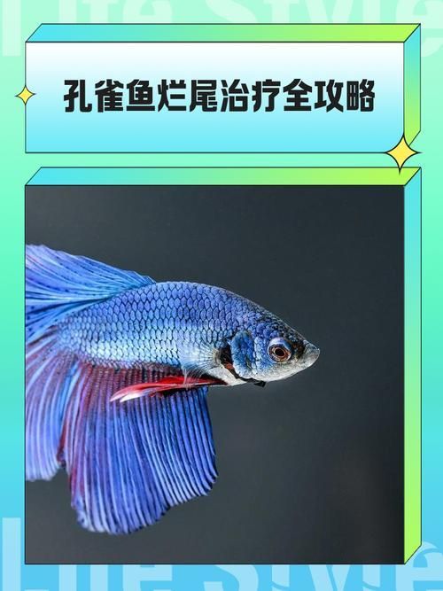 給我一些魚爛鰭爛尾的防治圖片，防治魚爛鰭爛尾的方法 給我一些魚爛鰭爛尾的防治圖片，防治魚爛鰭爛尾的方法 龍魚百科 第24張