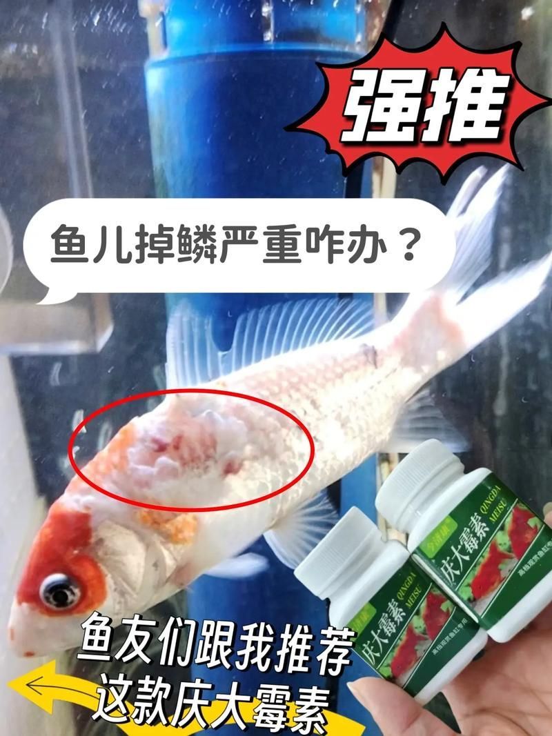 給我一些魚爛鰭爛尾的防治圖片，防治魚爛鰭爛尾的方法 給我一些魚爛鰭爛尾的防治圖片，防治魚爛鰭爛尾的方法 龍魚百科 第22張