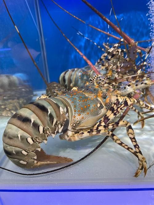 如何區(qū)分真假澳龍，如何區(qū)分真假澳龍（homarusamericanusornatus） 如何區(qū)分真假澳龍，如何區(qū)分真假澳龍（homarusamericanusornatus） 龍魚百科 第6張