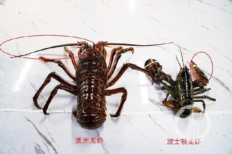 如何區(qū)分真假澳龍，如何區(qū)分真假澳龍（homarusamericanusornatus） 如何區(qū)分真假澳龍，如何區(qū)分真假澳龍（homarusamericanusornatus） 龍魚百科 第9張