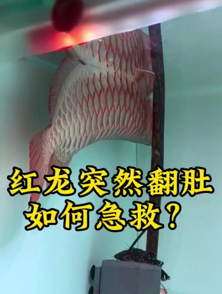 紅龍魚鱗片充血如何急救處理？，紅龍魚鱗片充血如何急救處理紅龍魚鱗片充血如何急救 紅龍魚鱗片充血如何急救處理？，紅龍魚鱗片充血如何急救處理紅龍魚鱗片充血如何急救 龍魚百科