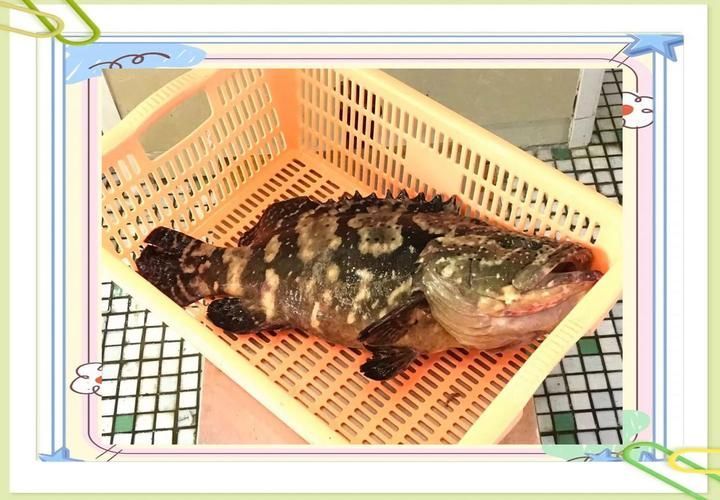 獨山龍魚適合哪些人群食用?,獨山龍魚適合哪些人群食用獨山龍魚適合哪些人群食用 龍魚百科 第3張 獨山龍魚適合哪些人群食用?,獨山龍魚適合哪些人群食用獨山龍魚適合哪些人群食用 獨山龍魚適合哪些人群食用?,獨山龍魚適合哪些人群食用獨山龍魚適合哪些人群食用 龍魚百科 第3張