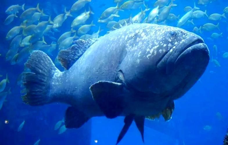 獨山龍魚適合哪些人群食用?,獨山龍魚適合哪些人群食用獨山龍魚適合哪些人群食用 龍魚百科 第6張 獨山龍魚適合哪些人群食用?,獨山龍魚適合哪些人群食用獨山龍魚適合哪些人群食用 獨山龍魚適合哪些人群食用?,獨山龍魚適合哪些人群食用獨山龍魚適合哪些人群食用 龍魚百科 第6張