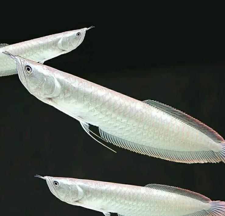 龍魚魚缸寬度不足會有什么后果？，龍魚魚缸寬度不足會對龍魚造成什么影響？